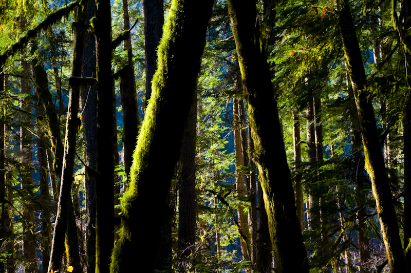 The Olympic Rain Forest